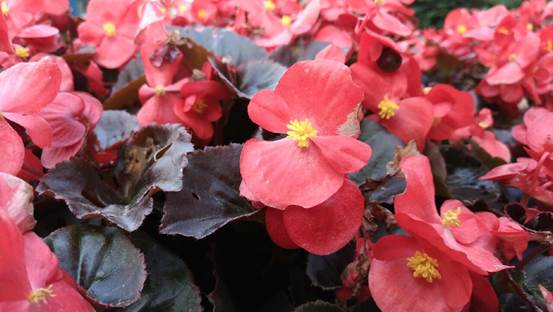 荣耀8最经典的一款手机,为什么说荣耀8是最好的手机