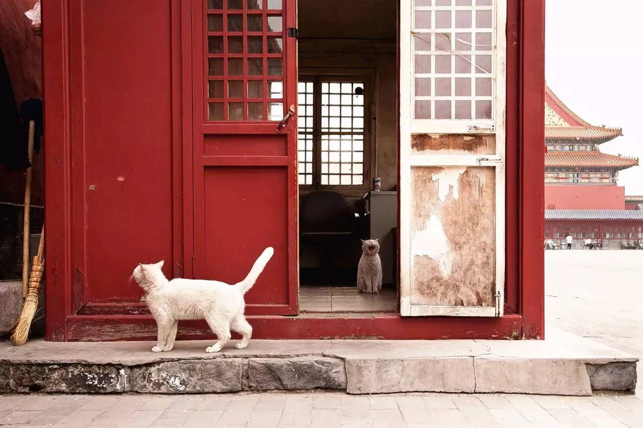 猫奴最多的国家,各国猫奴的生活