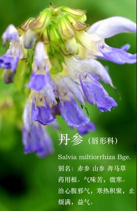 天草丹参保心茶40岁中年人能喝吗 (天草丹参保心茶360包装的多少钱)