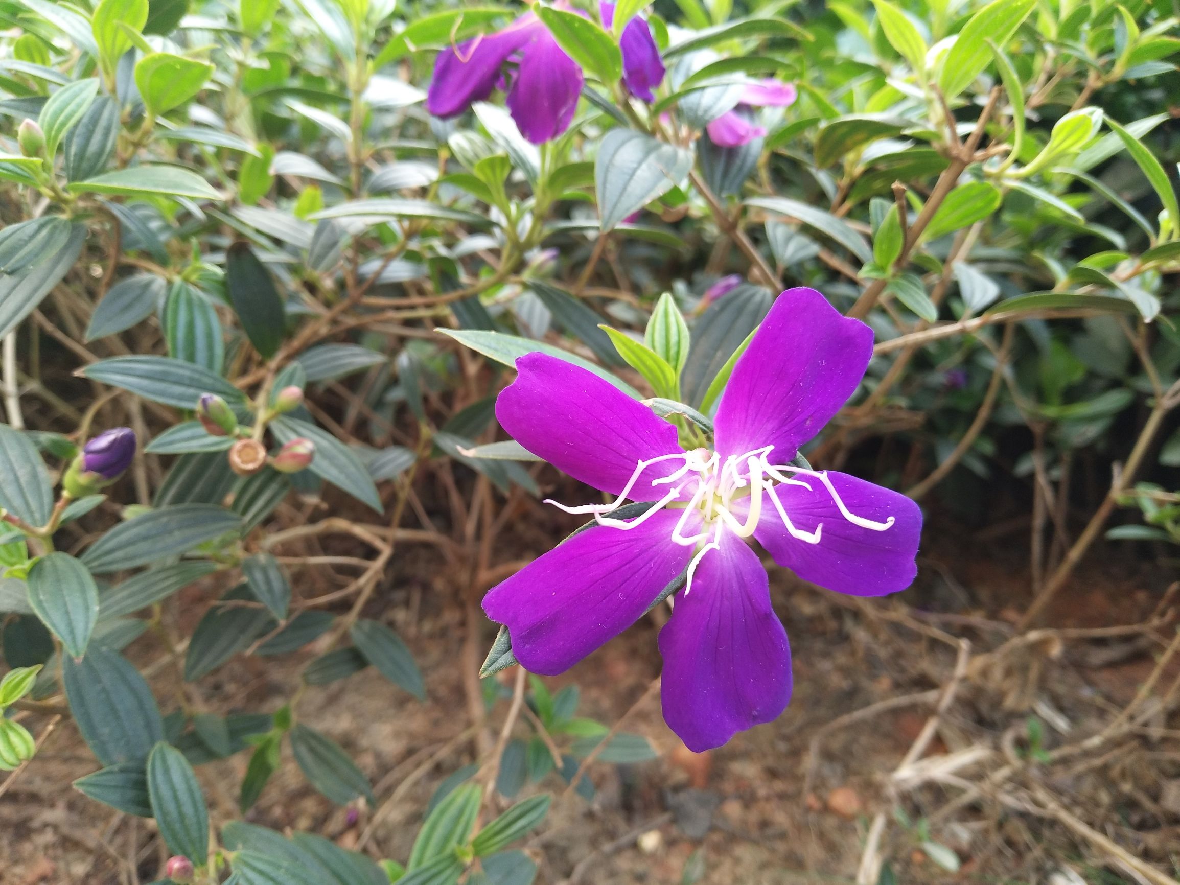 vivox9s柔光双摄怎么样,vivox9拍照效果怎样