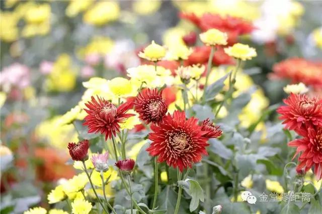 航拍金堂玉皇山,玉皇山登高金堂