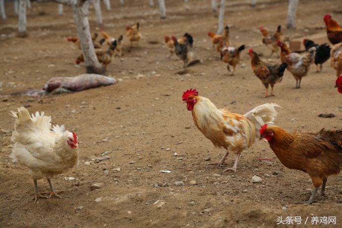 新手养殖柴鸡销路,全国柴鸡养殖基地