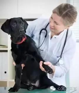 狗狗咳咳咳好像卡喉咙似的怎么办,14岁的狗狗成天咳是什么原因