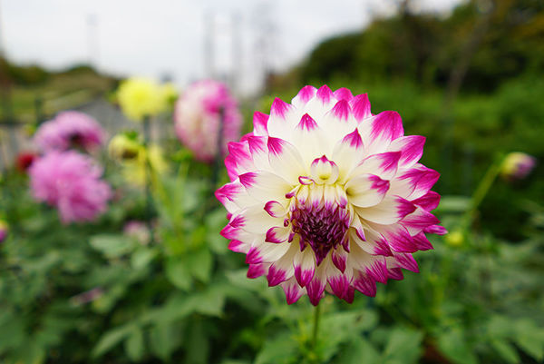 索尼fe70-2002.8,索尼fe35mmf2.8价格