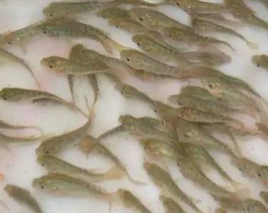 海水养殖罗非鱼养殖新模式,红罗非鱼的养殖方法和注意事项