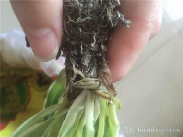 青叶吊兰水培方法和注意事项,怎样水培金边吊兰又可以养鱼