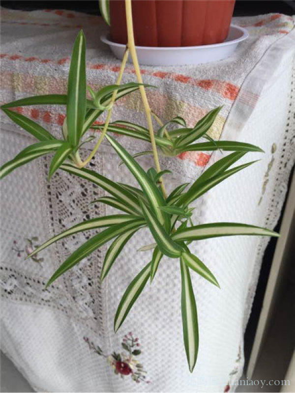 水培油画吊兰的养殖方法,怎样水培金边吊兰又可以养鱼