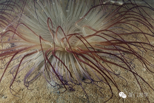 休闲体育潜水课,体育课创新课堂