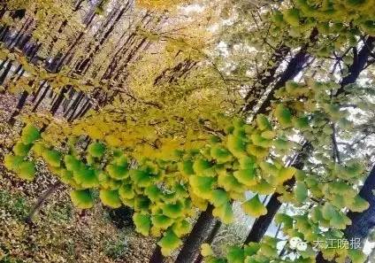 「围观」赶紧去九华山路看看吧！别人早就去过了！