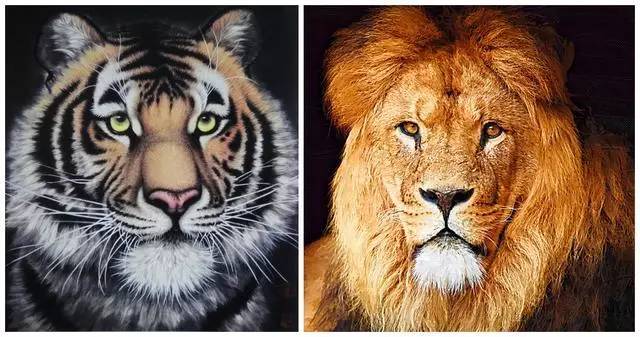 老虎和狮子哪个后肢力量更厉害,古代老虎和狮子对战的纪录