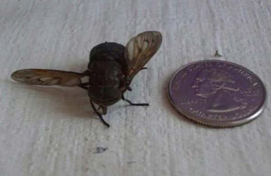 世界上最强的灵长类动物,盘点世界上怪异的巨大动物