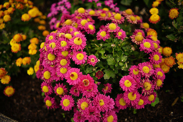 索尼fe70-2002.8,索尼fe35mmf2.8价格