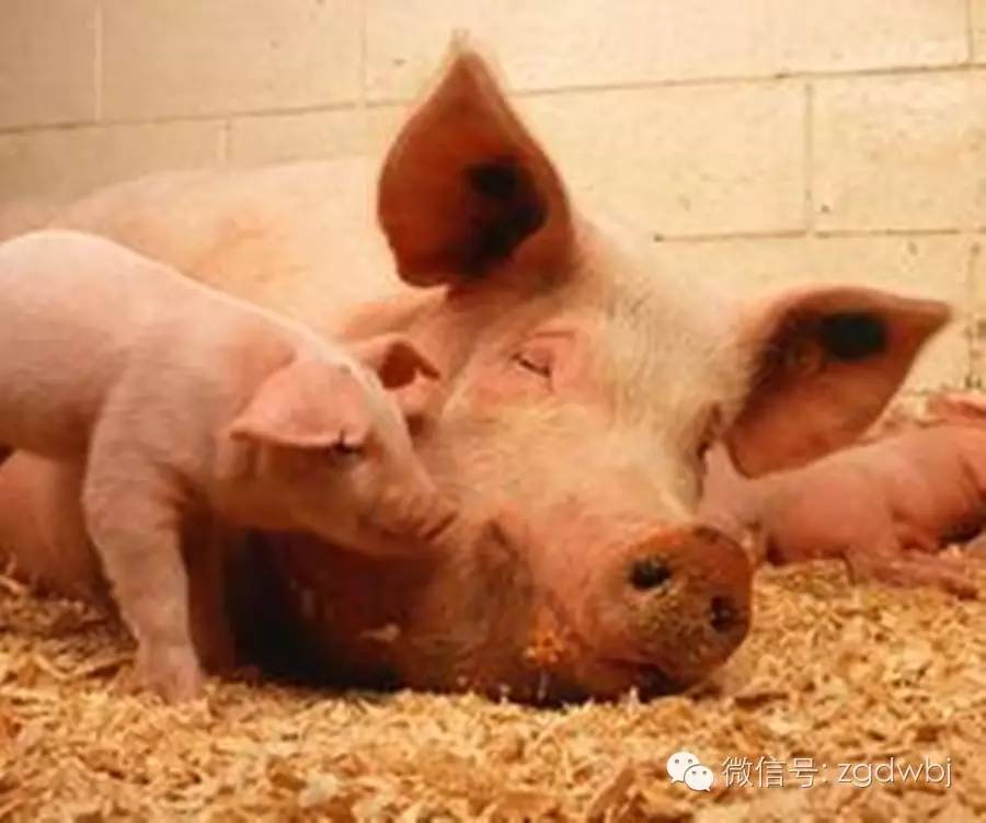 霉变饲料怎么脱霉,牛吃了霉变饲料中毒的症状