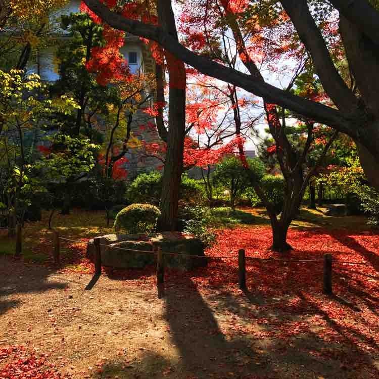日本自由行京都红叶之旅,日本名古屋红叶风景