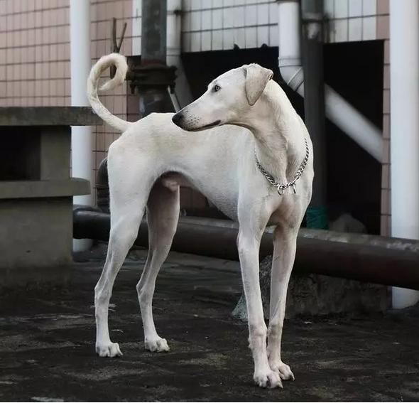 中国国犬那么多为啥只有土狗火了,纯种真正的土狗是什么样的