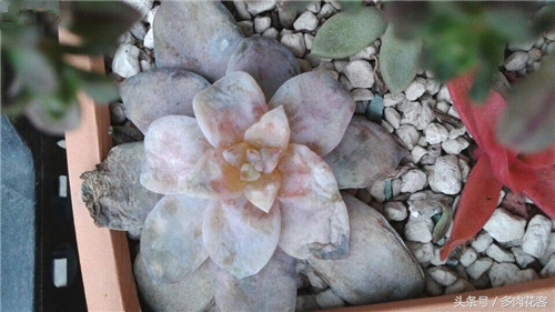 多肉冻伤的叶子怎么处理,多肉植物冻伤教你怎么施救