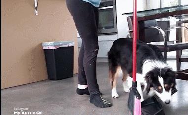 这只牧羊犬挺特别的,一只呆萌又可爱的牧羊犬