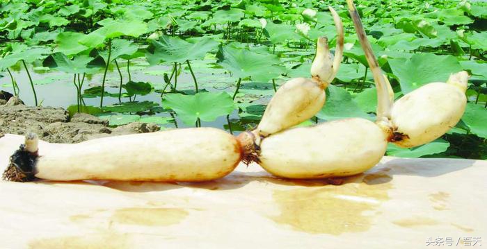 广东干货特产有哪些,正宗广东特产鸡仔饼