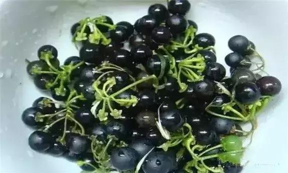 东北人的最爱,东北人的最爱东北大冻梨