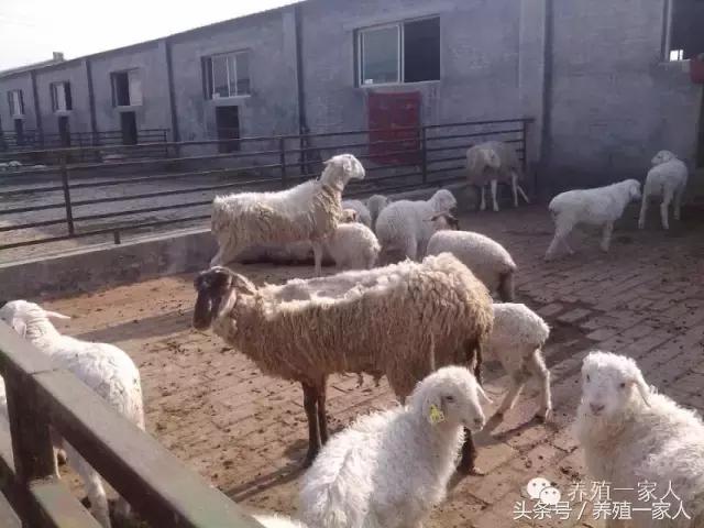 为什么羊群会出现羊欺负羊的现象,羊在放牧时总是啃土怎么回事