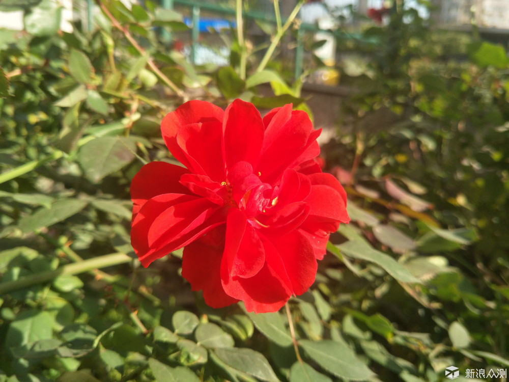 oppor9s值得入手吗,oppor9splus