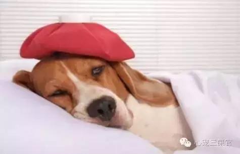 狗狗咳咳咳好像卡喉咙似的怎么办,14岁的狗狗成天咳是什么原因