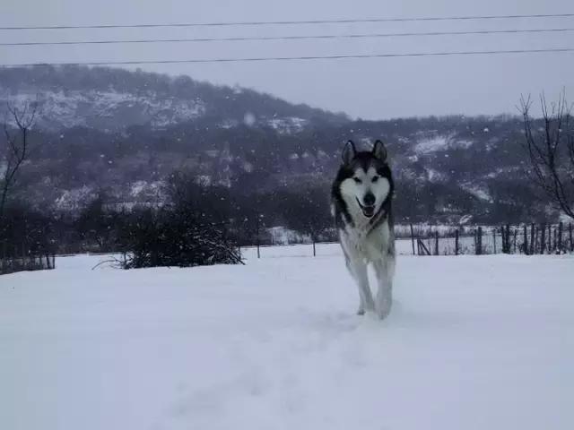 关于狗的冷知识拉布拉多,哈士奇冷知识狗语十级