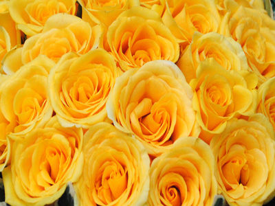 玫瑰各种颜色花语和寓意,玫瑰各个颜色花语及寓意是什么