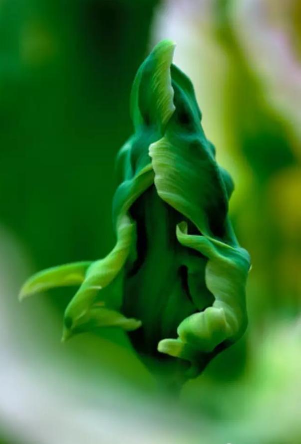 闃冲厜涓嬩簲棰滃叚鑹查儊閲戦鍥剧墖澶у叏,鏂囪壓娓呮柊鐨勯儊閲戦鍥剧墖澶у叏