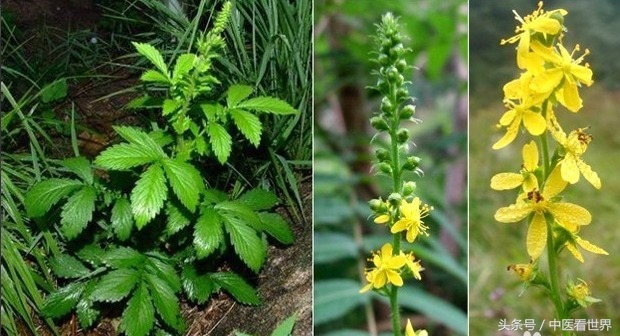龙芽草有降血糖的作用吗,龙芽草功效作用