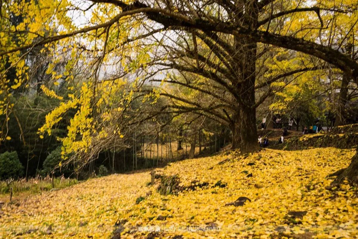 今年最后银杏金秋，现在出发还来得及！