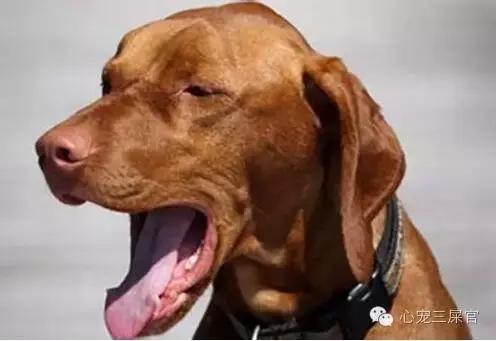 狗狗咳咳咳好像卡喉咙似的怎么办,14岁的狗狗成天咳是什么原因