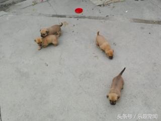 把小狗送人狗妈妈一直哼哼怎么办,母狗带小宝拉稀怎么办