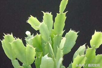 螃蟹爪花苞,螃蟹爪花稀有