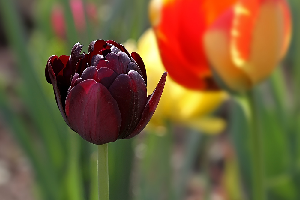 闃冲厜涓嬩簲棰滃叚鑹查儊閲戦鍥剧墖澶у叏,鏂囪壓娓呮柊鐨勯儊閲戦鍥剧墖澶у叏