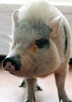 喜欢二次元的男生会喜欢什么动物,选宠物猪怎么选才好看呢