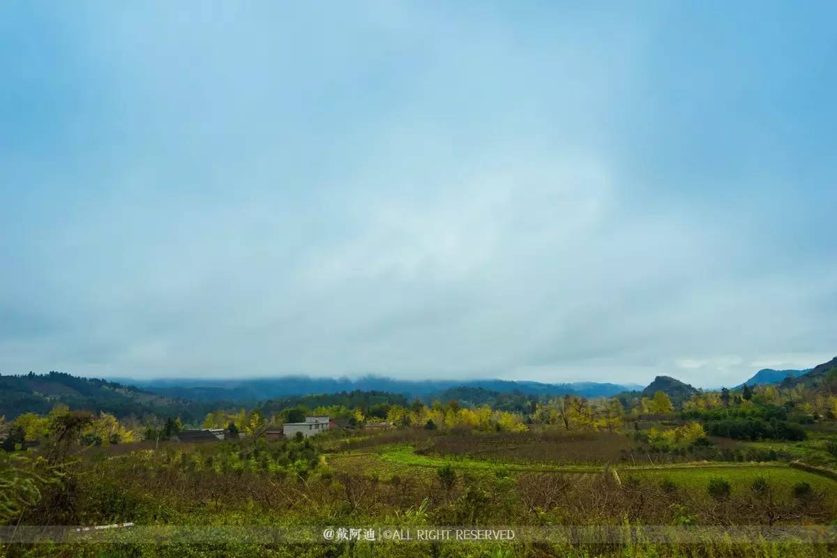 今年最后银杏金秋，现在出发还来得及！