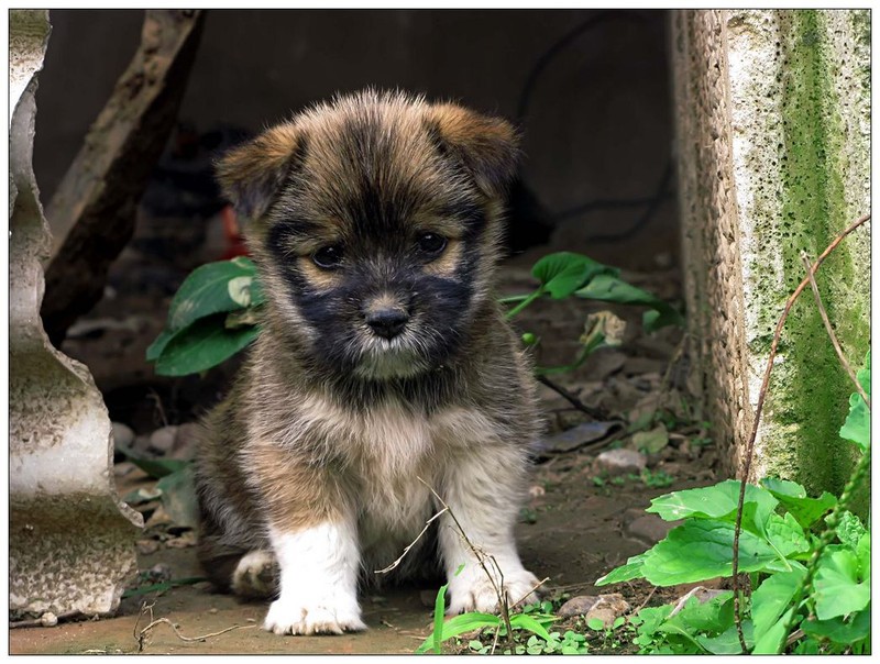西安临潼区流浪动物救助,救助捐赠流浪狗