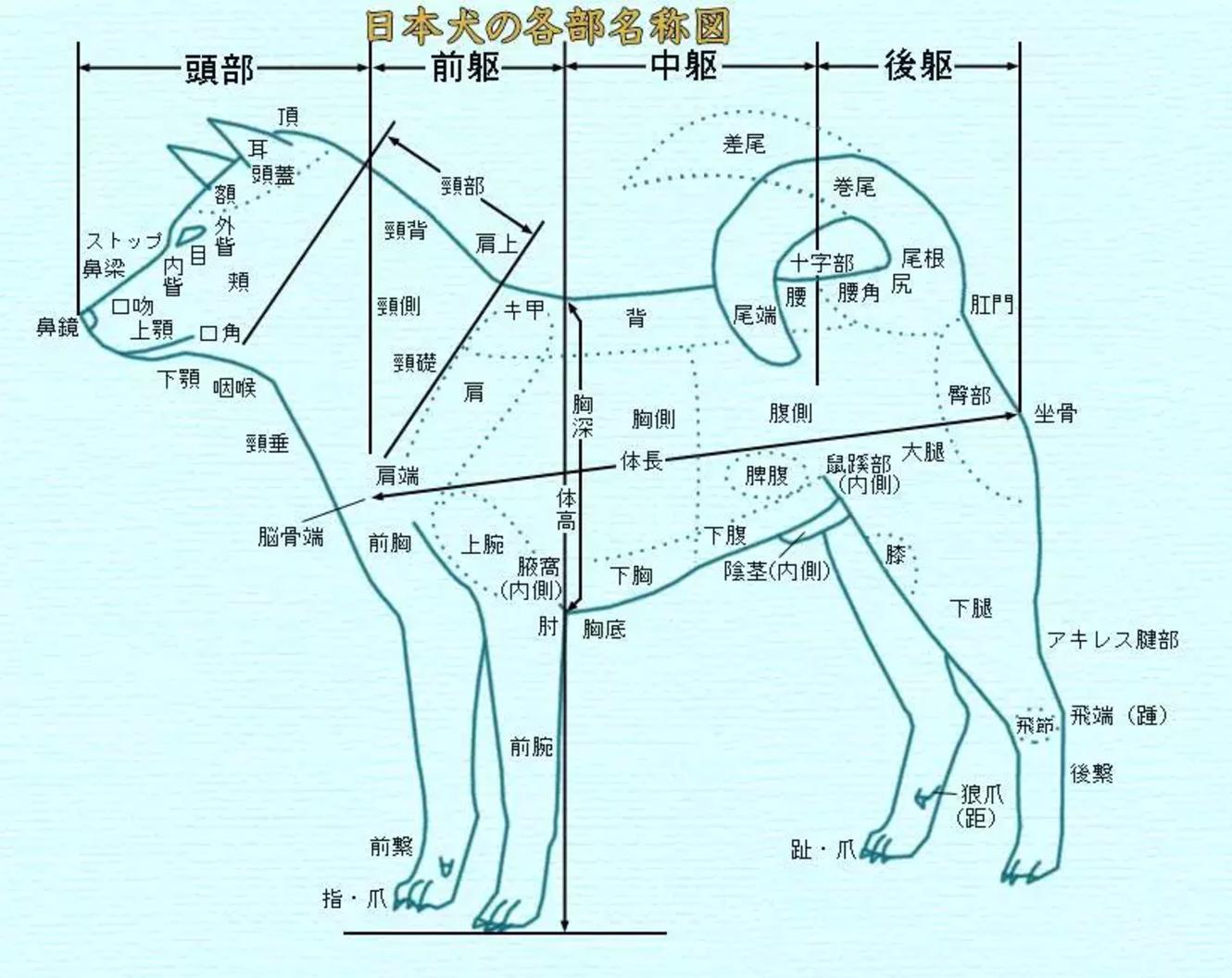 “中国土狗”比“日本土狗”差在哪里？