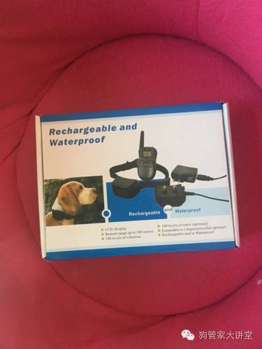 金毛从成年开始养,金毛养成