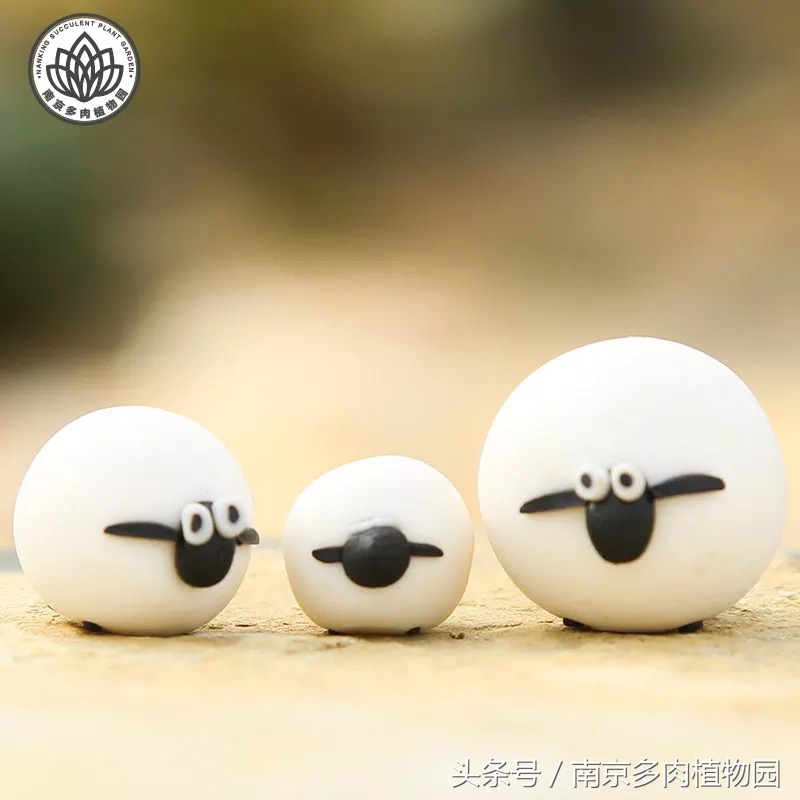 乐高积木成人款植物多肉,小玩具乐高