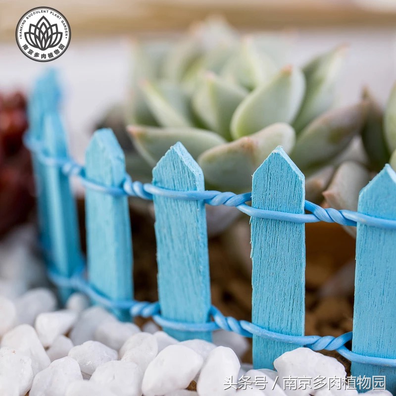 乐高积木成人款植物多肉,小玩具乐高