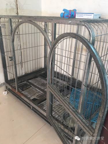 金毛从成年开始养,金毛养成