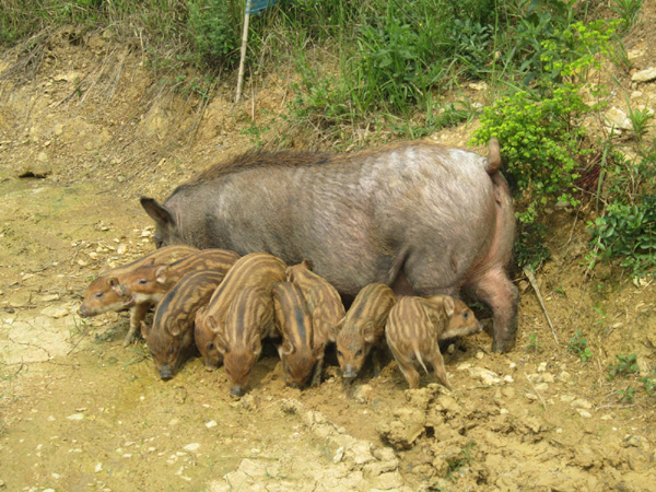 养特种野猪家庭农场致富指南,野猪创业致富