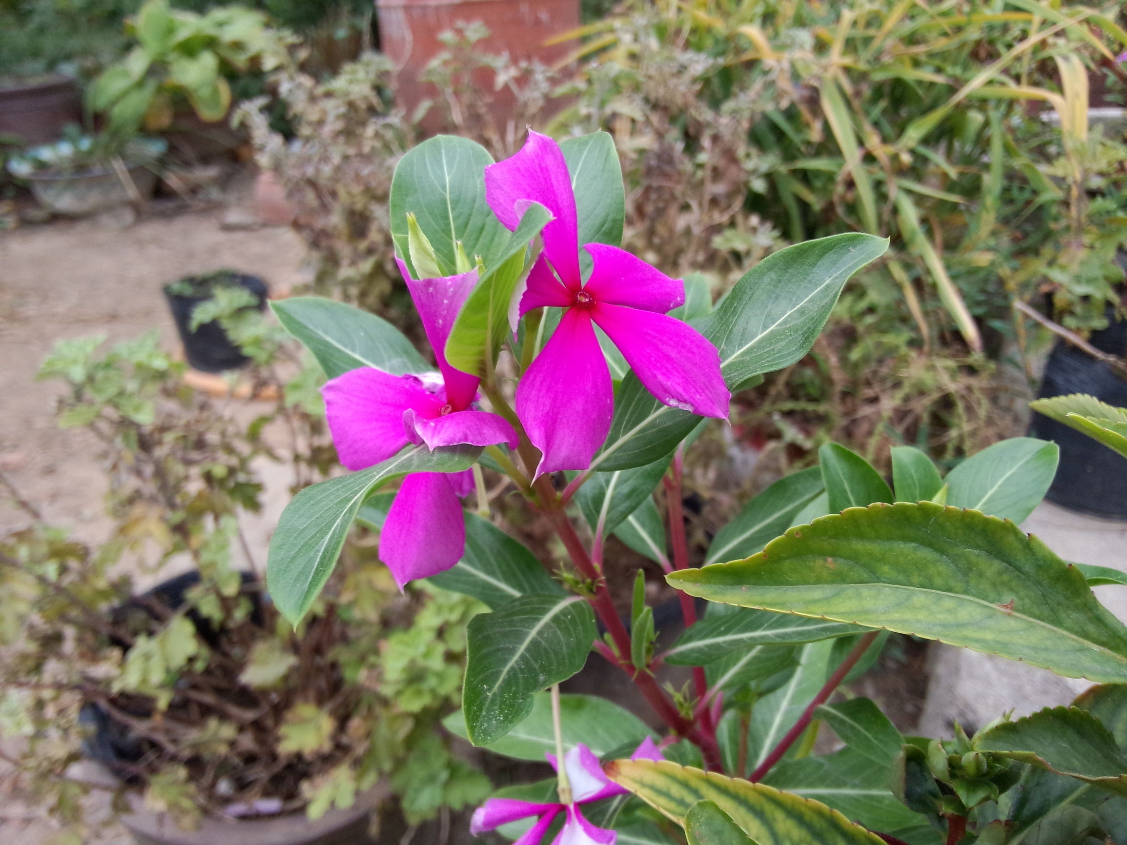 魅族的拍照很差？MX3的用户可不这么想