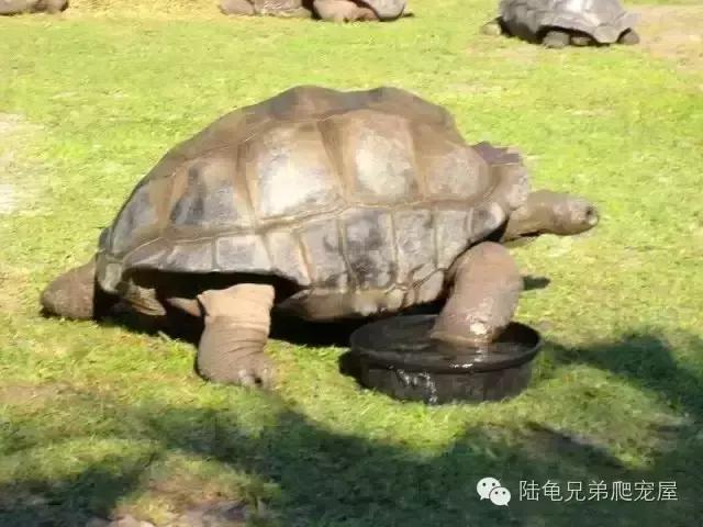 亚达饲养方法及注意事项,如何才可以在中国饲养亚达伯拉