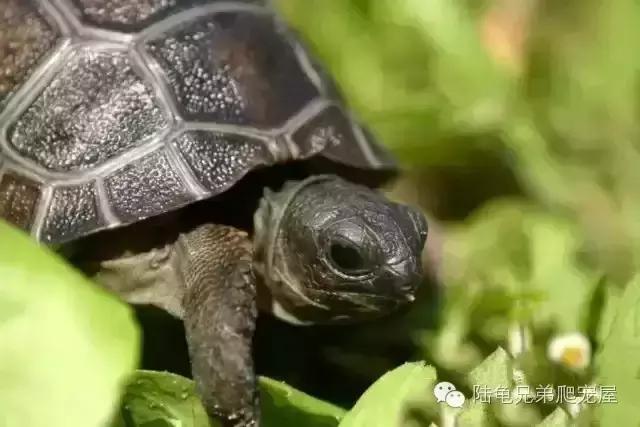 亚达饲养方法及注意事项,如何才可以在中国饲养亚达伯拉