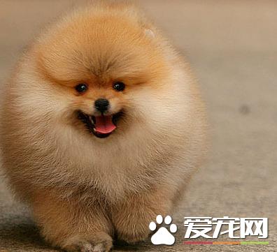 博美犬不可以吃什么东西,博美犬饮食注意事项