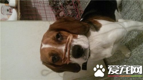 比格犬有体味不重的吗,比格犬体味重怎么回事