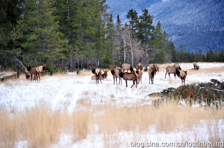 冰走峡谷邂逅贾斯珀精灵